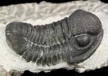 Bargain, Gerastos Trilobite Fossil - Morocco #52116-2